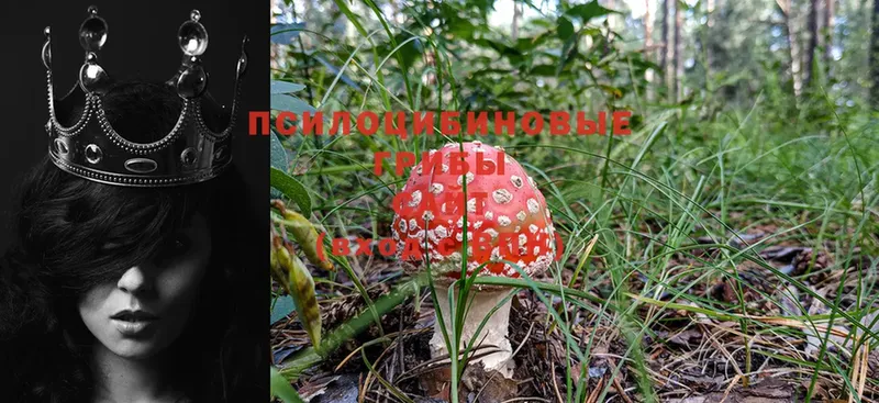 Галлюциногенные грибы GOLDEN TEACHER  Артёмовский 